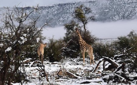 Rare snowfalls covered South Africa: infrastructure is paralyzed, lions and giraffes walk through snowdrifts