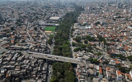 Бразилиялық жалғыз өзі 40 мың ағаш отырғызып, бос жерді саябаққа айналдырды.