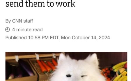 В Китае животные работают в кафе, чтобы оплатить себе корм