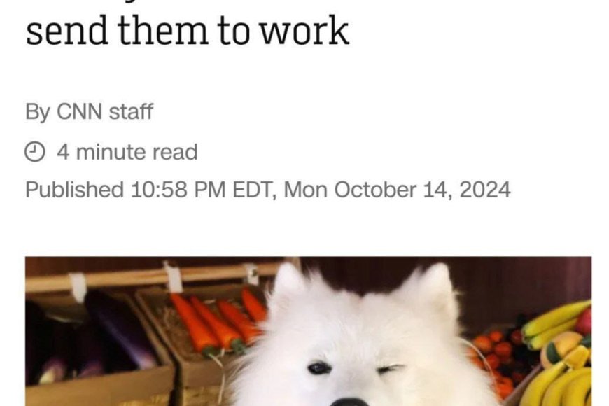 In China, animals work in cafes to pay for their own food