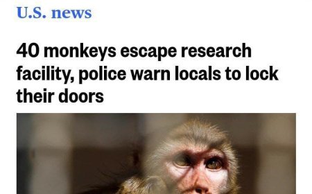 Оңтүстік Каролинада зерттеу орталығынан 40 маймыл қашып кетті