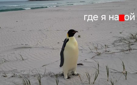 The Emperor penguin traveled 3,500 km from Antarctica to Australia in search of food