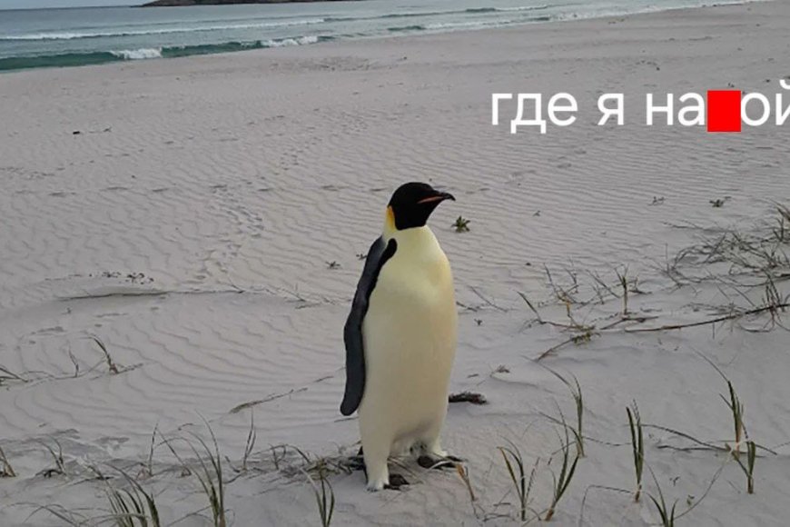 The Emperor penguin traveled 3,500 km from Antarctica to Australia in search of food