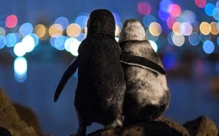 Heartwarming Moment: Two Penguins Comfort Each Other After Loss