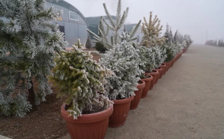 В Туркестанской области реализуется проект по созданию лесного питомника.