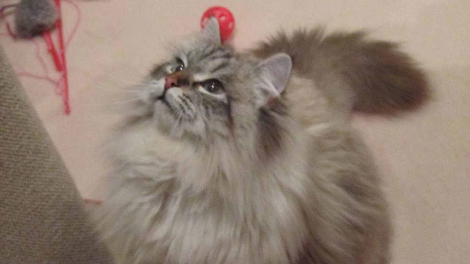 Cat Gifted by Putin Dies in Japan