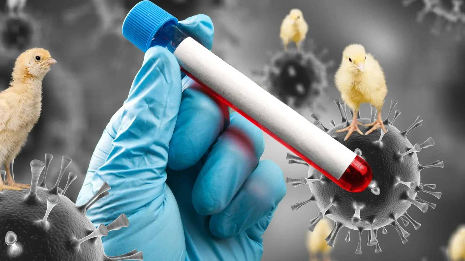АҚШ-та H5N1 құс тұмауынан алғашқы өлім жағдайы тіркелді
