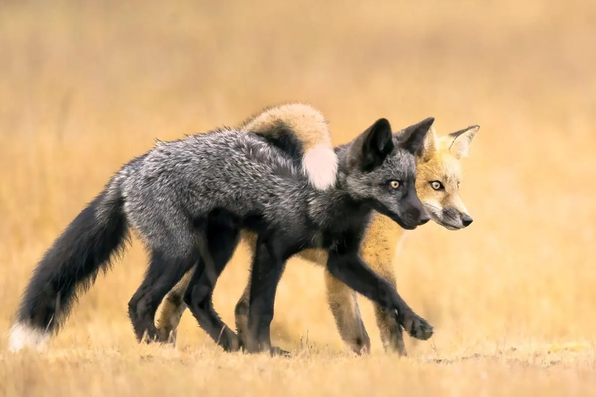 Best Wildlife Photos of 2024 by Nature Photographer of the Year