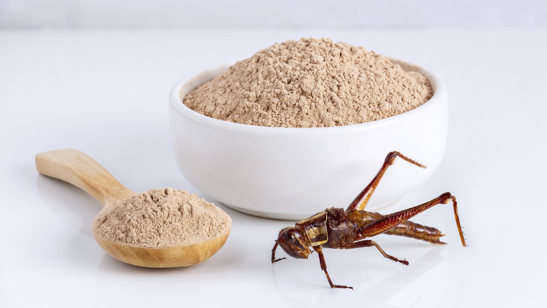 Germany Approves Worm Powder for Food